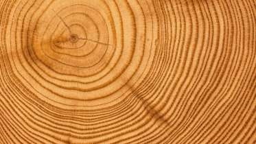 Естественная влажность древесины